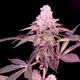 Cereal Milk > Sacred Terps